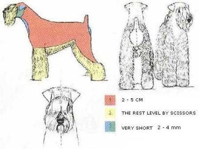 Схема стрижки цвергшнауцера