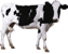 Корови та інші ВРХ