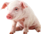 Свині, Pigs