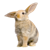 Кролики, Rabbits