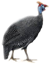 Цесарки, Guinea fowl