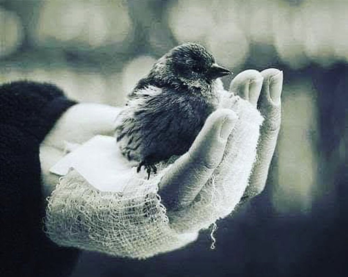 Птичка на руке